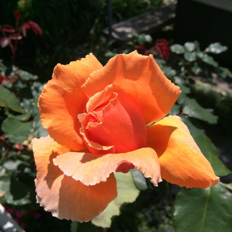 Blairgowrie House Bed and Breakfast Cambridge Buitenkant foto